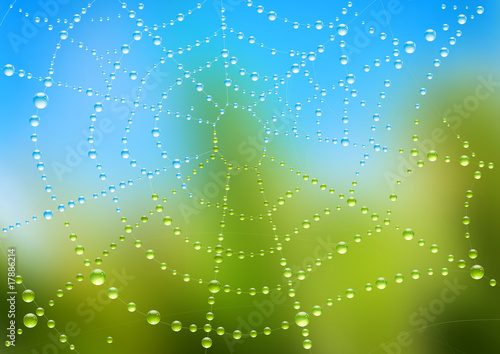 Spider Web with Dew Drops
