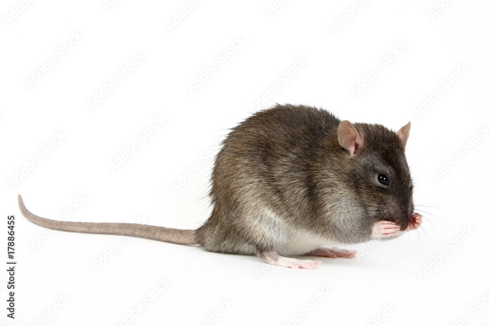 rat rat
