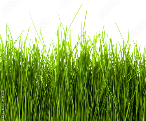 Green Grass isolated on white background