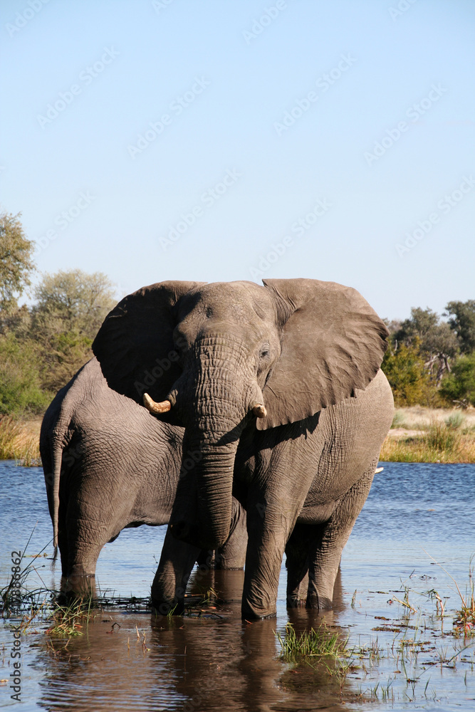 Obraz premium Elephants at a waterhole