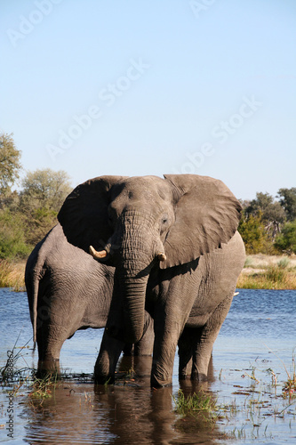 Elephants at a waterhole