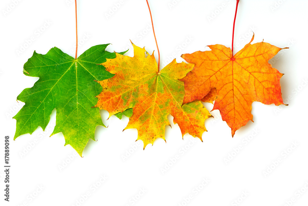Obraz premium Herbstlaub 129
