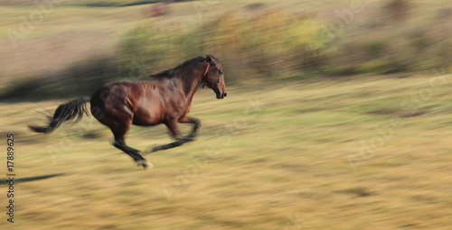 Horse running