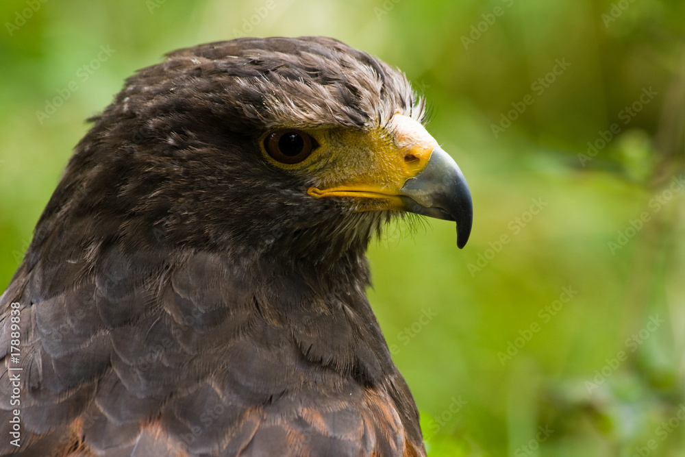 Portrait of Harris hawk in side angle view Portrait of Harris hawk in side angle view