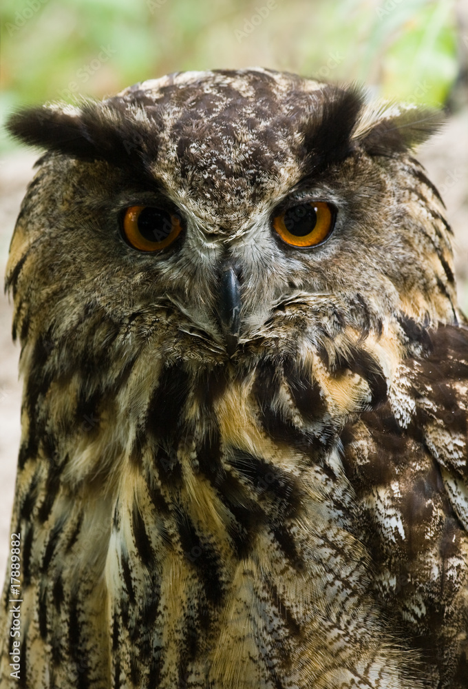 Fototapeta premium Female eagle owl - vertical image