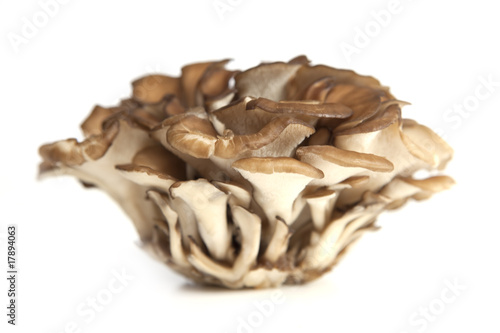 Maitake Mushrooms Cluster photo