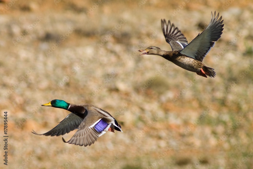 Obraz premium Mallard Pair