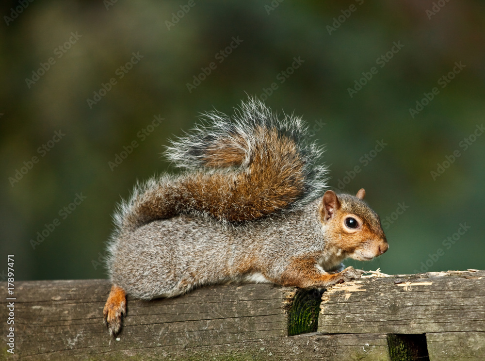 Obraz premium Scoiattolo