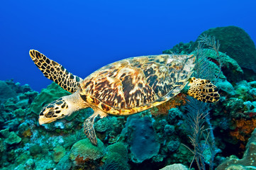 Sierkussen Schildpad Karetschildpad zwemt langs rif  © Mary Durden