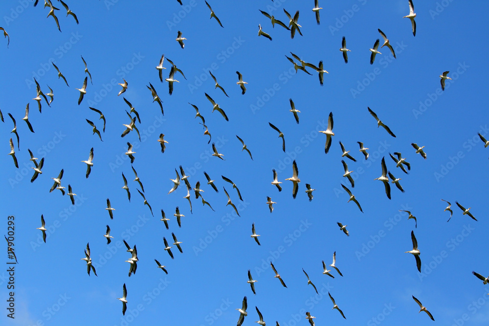 Fototapeta premium Flock of Pelicans in the sky