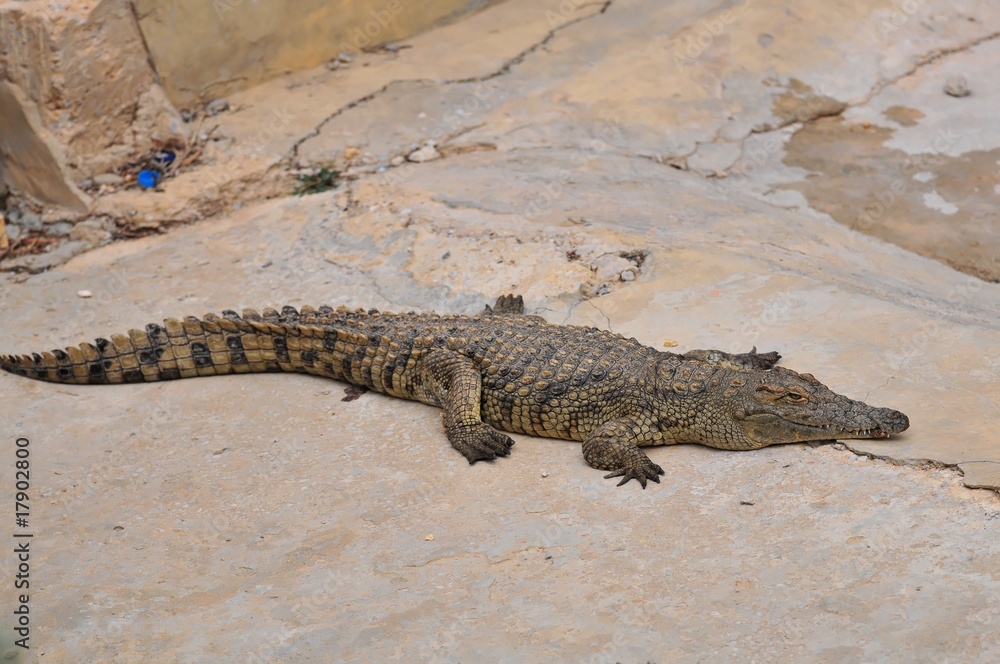 Naklejka premium Alligator