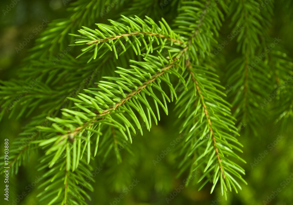 Naklejka premium Branch of pine`s tree.