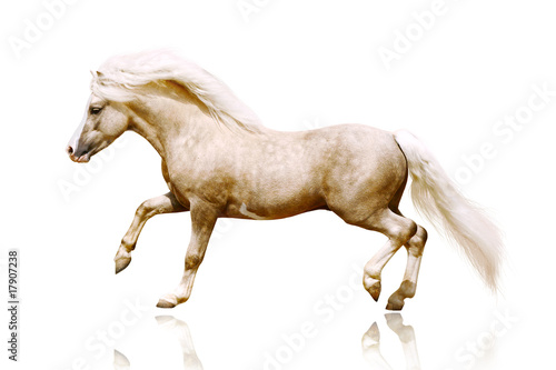 pony stallion