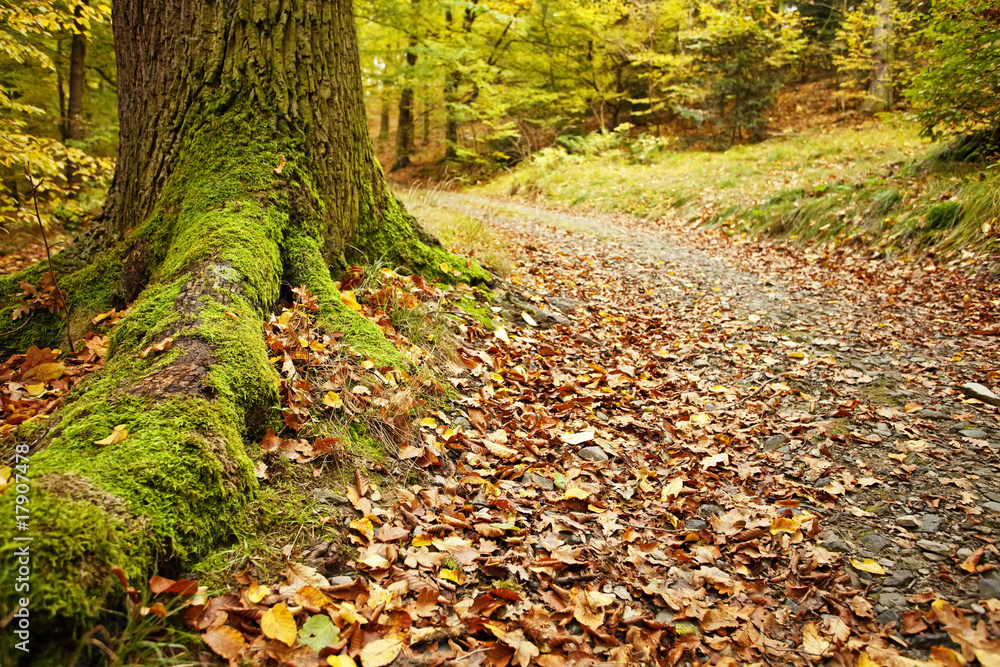Autumn forest and path Autumn forest and path