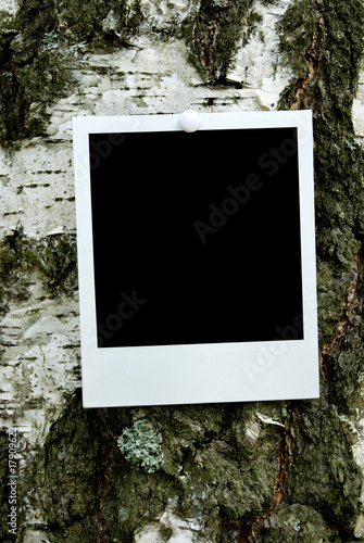 Vintage photo frame attach to bark background
