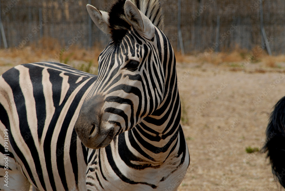 Naklejka premium zebra