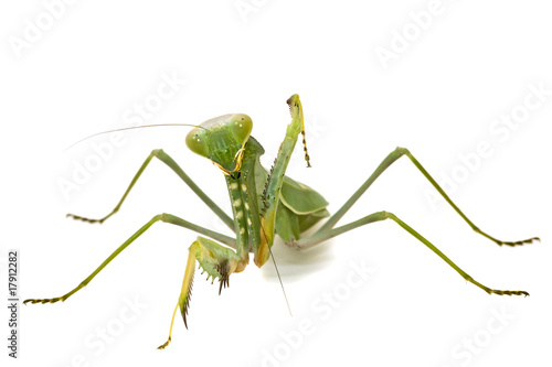Green mantis isolated on white background