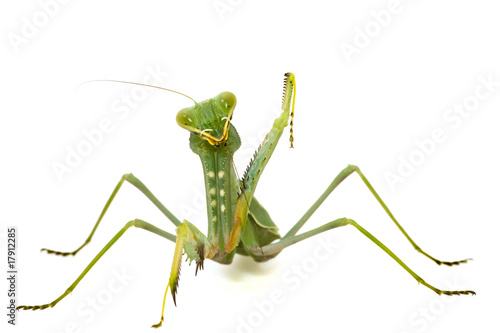 Bild auf Leinwand Green mantis isolated on white background