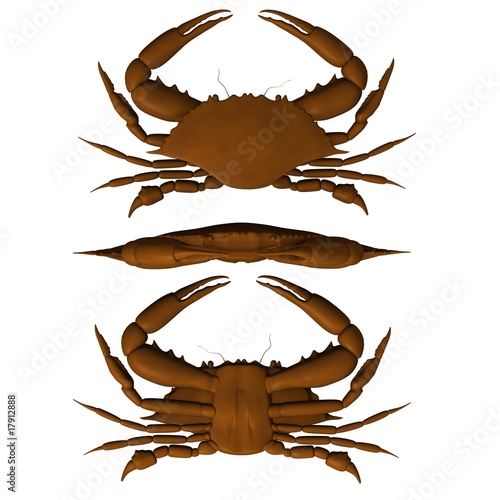 crab photo