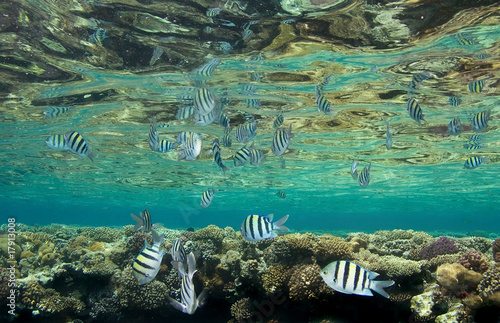 Photo of fish and corals