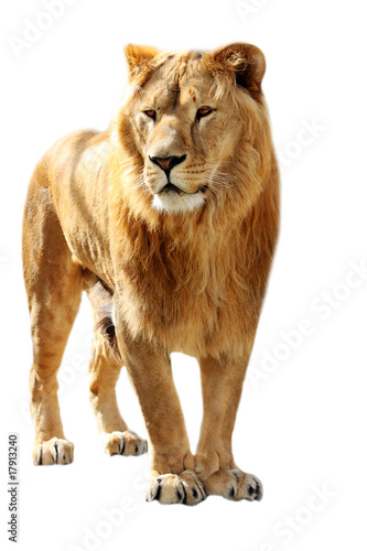Lion stands