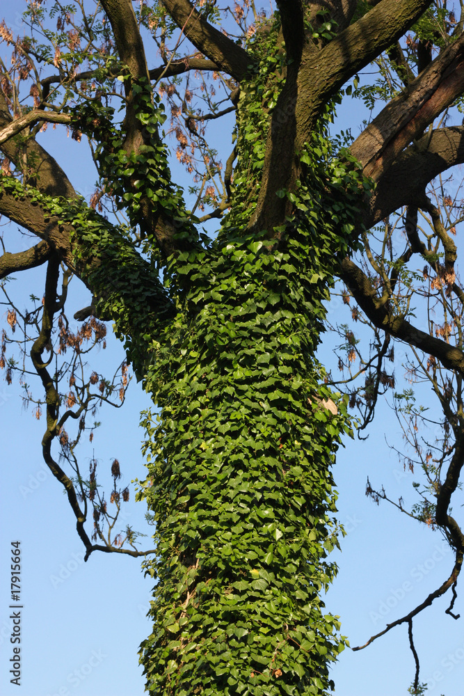 Fototapeta premium Baumstamm (Esche) mit Efeu (Hedera helix, Common Ivy).