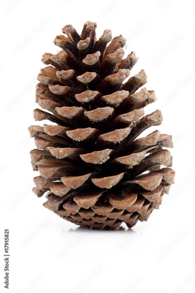pigne de pin pigne de pin