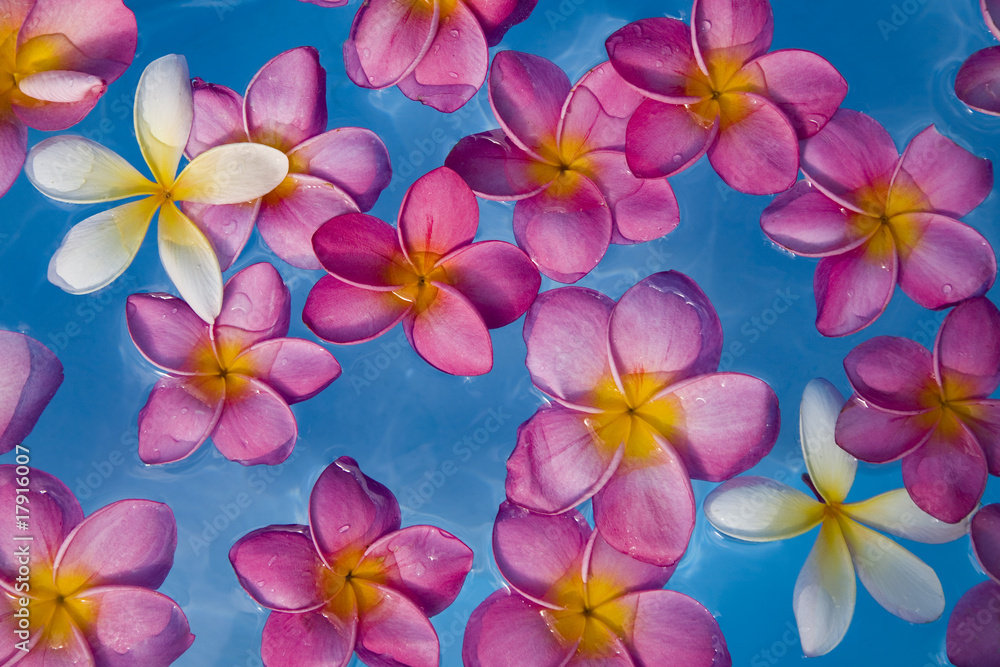Flores Flotando Flores Flotando