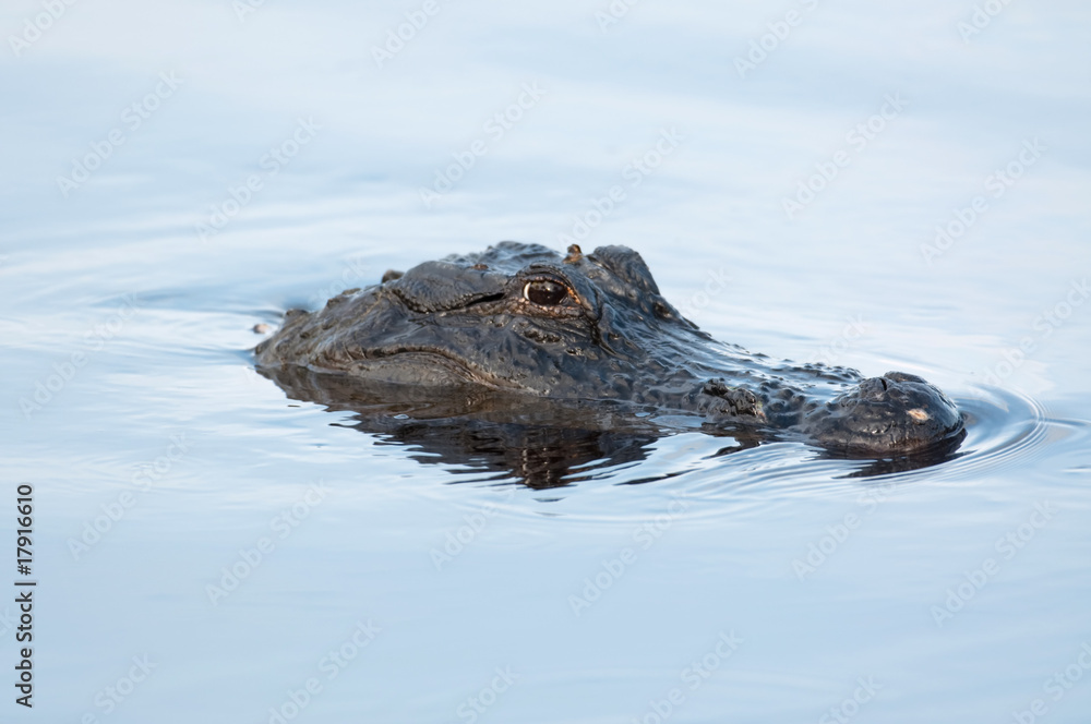 Obraz premium American alligator