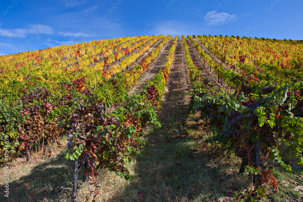 Landscape Photo : Port Wine vineyards in Douro, Portugal