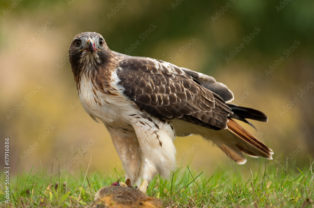 Red Tailed Hawk