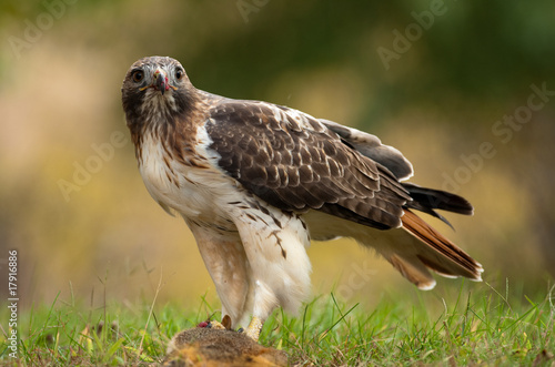 Red Tailed Hawk