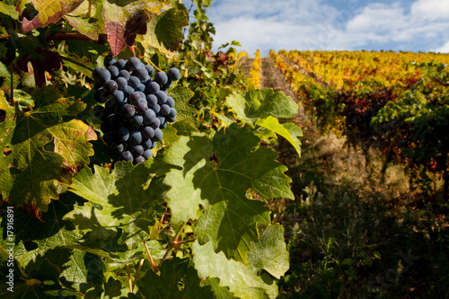 Port wine grapes on a vineyard in the Douro Region, Portugal.