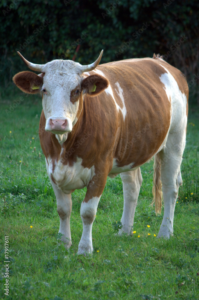 mucca sul prato verde mucca sul prato verde