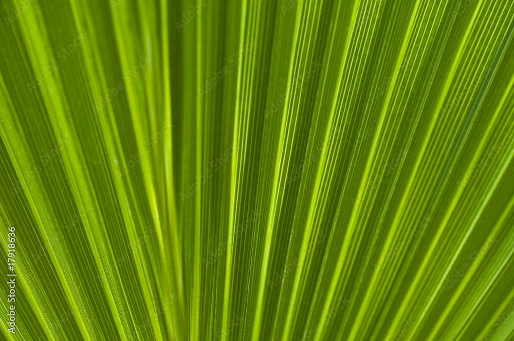 Macro of a leaf Macro of a leaf