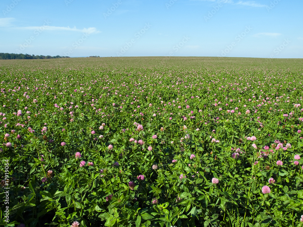 Flowers field at nice summer day Flowers field at nice summer day