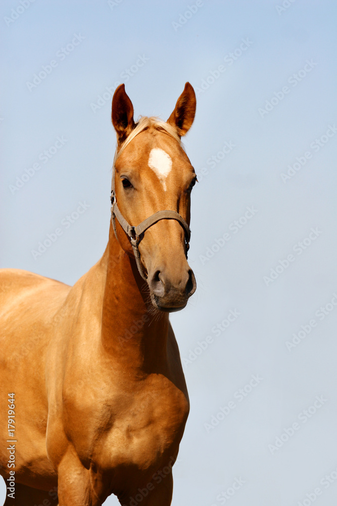 Obraz premium palomino stallion