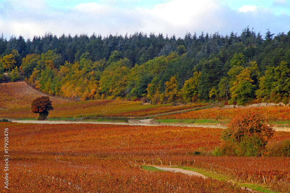 Fototapeta premium Vignes et automne.