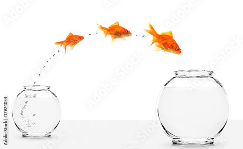three goldfishes jumping from small to bigger bowl photo