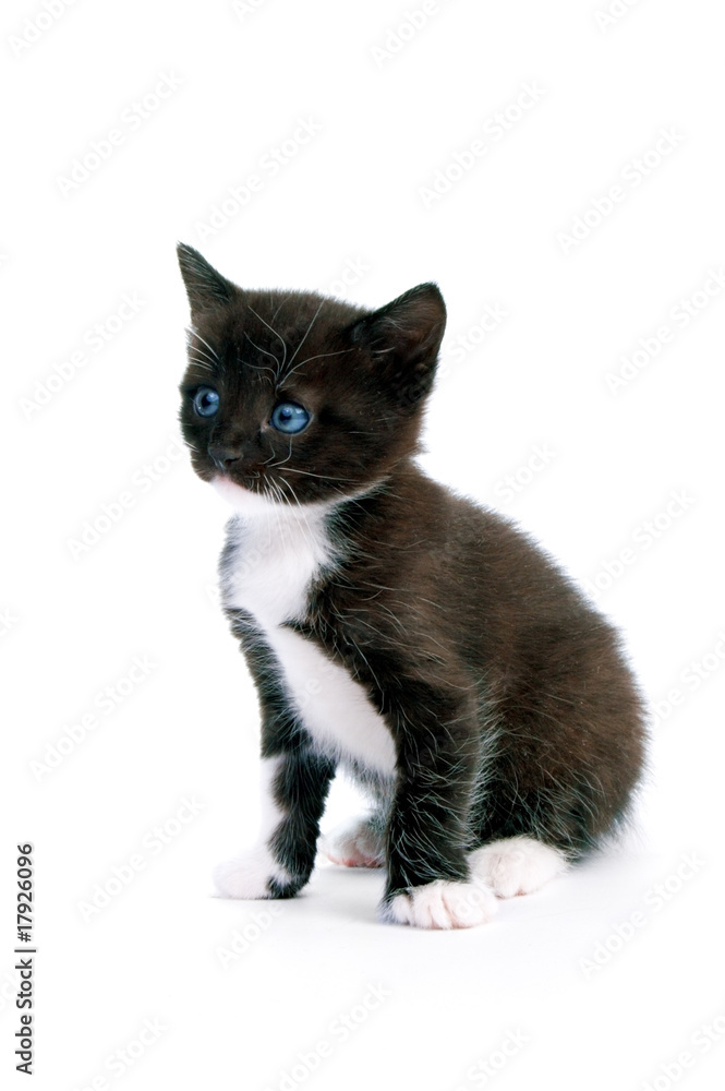 kitten kitten