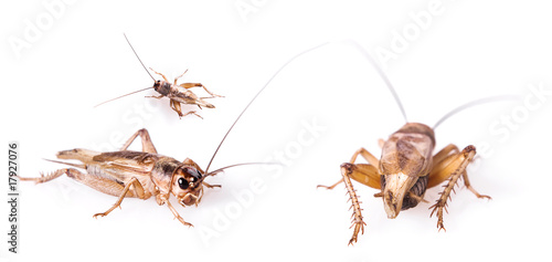 Cricket beetle isolated on white background....