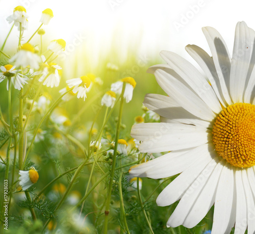 Beautiful sommar flowers