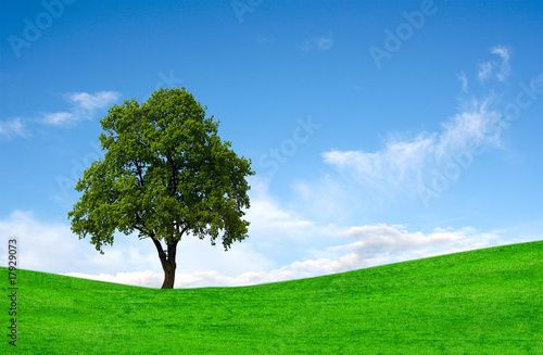 Perfect lone green tree against blue sky