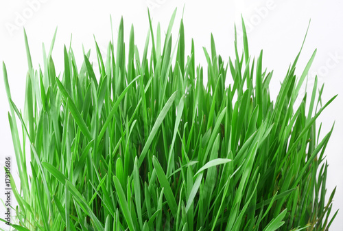 Green grass on a white background