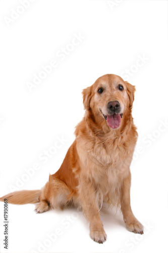 chien golden retriever assis sur fond blanc