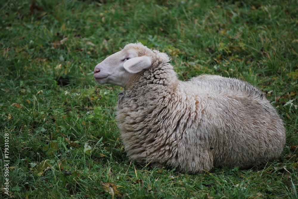 Obraz premium Schaf