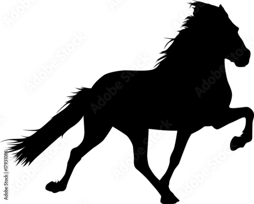 Toelt 04 - IcelandicHorse