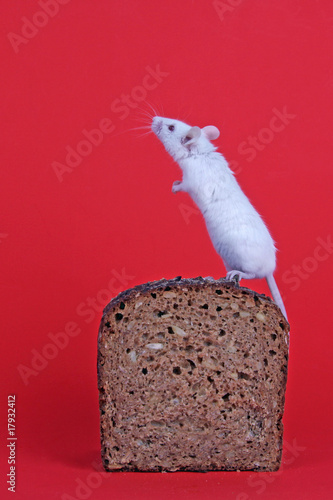 Maus auf Brot