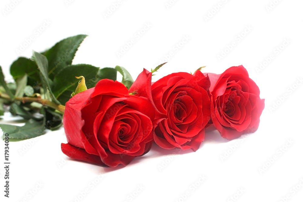Obraz premium Isolated red roses