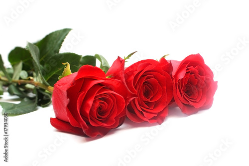 Isolated red roses